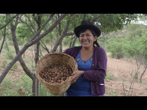 Bolivia: Climate Knowledge from the Ancestors