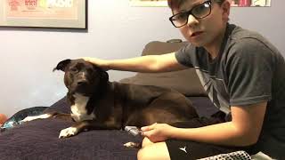 36 - ASMR Vet Role Play With My Dog! screenshot 5