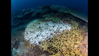 Coral Farming is Helping Bring Back Coral Reefs | Oceana Canada