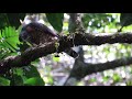 Double-toothed Kite | Harpagus bidentatus | El milano bidentado