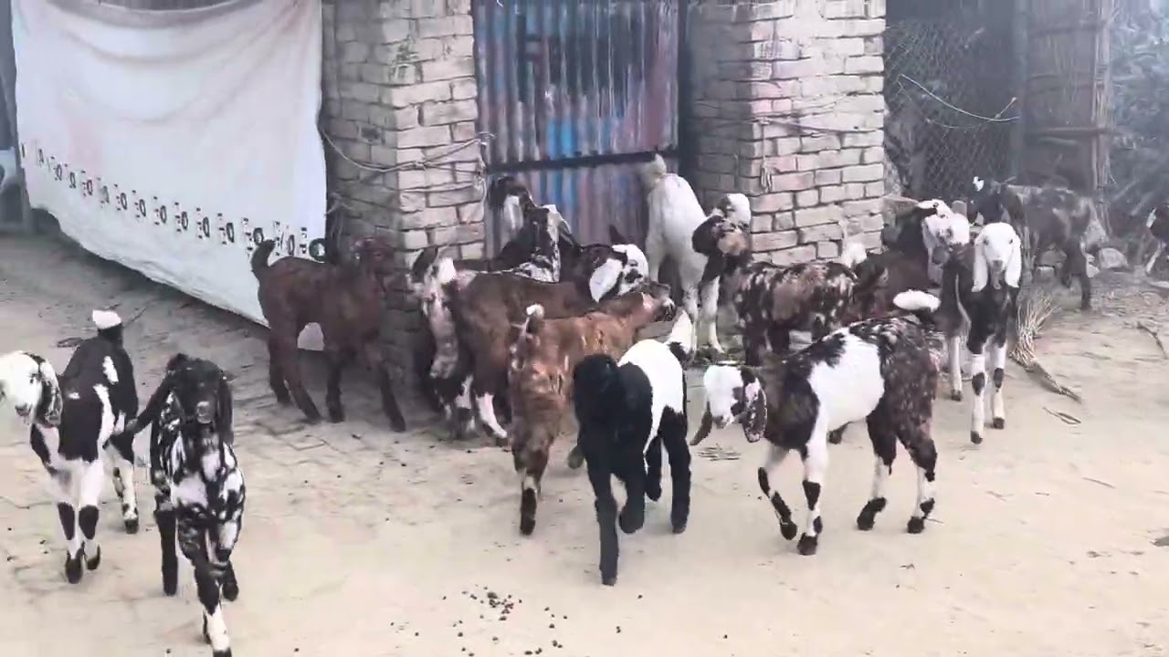 Pratapgarh goat farm Uttar Pratapgarh all India transport 8840662412