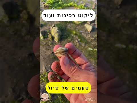 וִידֵאוֹ: מתי ואיפה לאכול צדפות אנגליות באנגליה