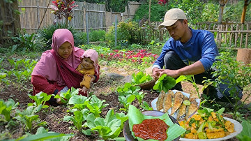 Panen sayuran segar di kebun | masak sederhana dan nikmat hasil dari kebun sendiri | Hidup di Desa