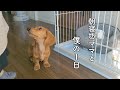 【ミニチュアダックスフンド】朝寝坊ママと僕の1日