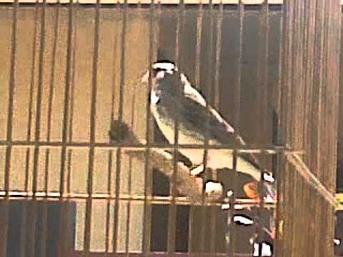 burung eldel sanger 
