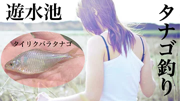 タナゴ 蔓延防止中に1人でポツンと遊水池でタナゴ釣り Mp3