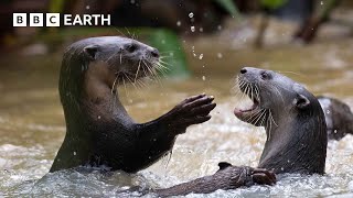 Cheeky Crows Prank Baby Otters | The Making of Mammals | BBC Earth by BBC Earth 262,613 views 9 days ago 3 minutes, 27 seconds