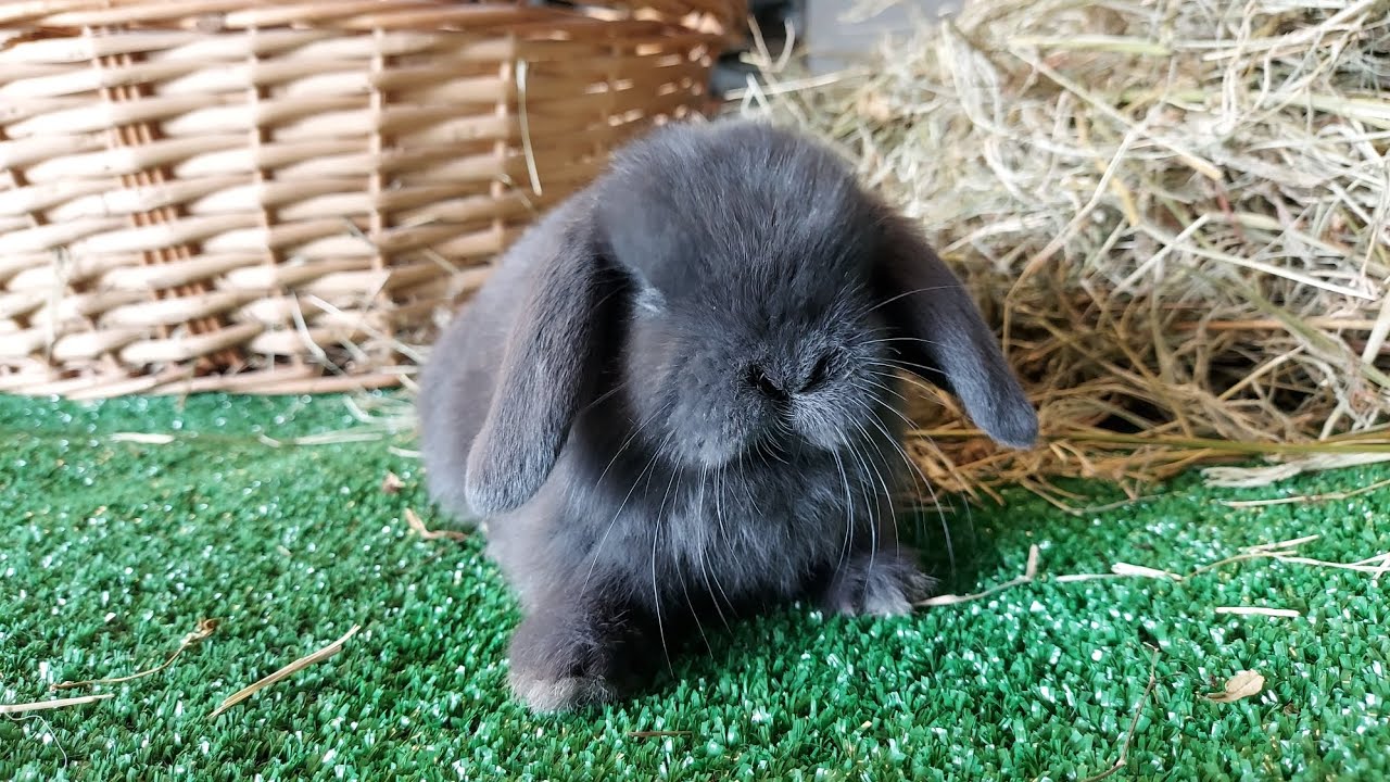 CONIGLIETTI I NOSTRI AMORI 2