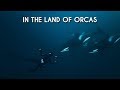 In the Land of Orcas - Freediving with whales in Skjervøy, Norway