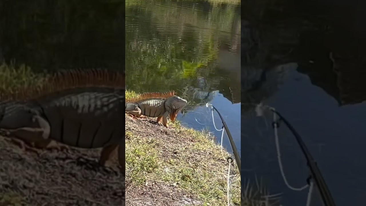 big iguana guards territory