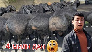 4 MILNDAN YIRIK 😱 QO'CHQORLAR KELDI SHOSHILING SONI CHEKLANGAN 😱😱