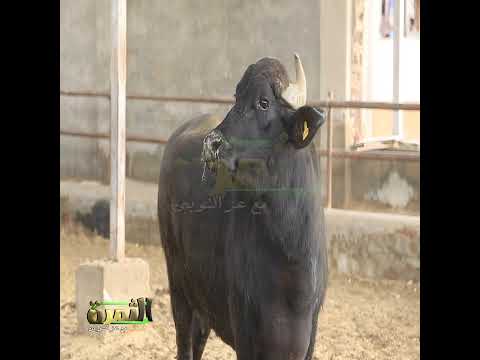 تعال هنقولك مميزات الجاموس الإيطالي اللي بينتج 25 كيلو لبن يوميا