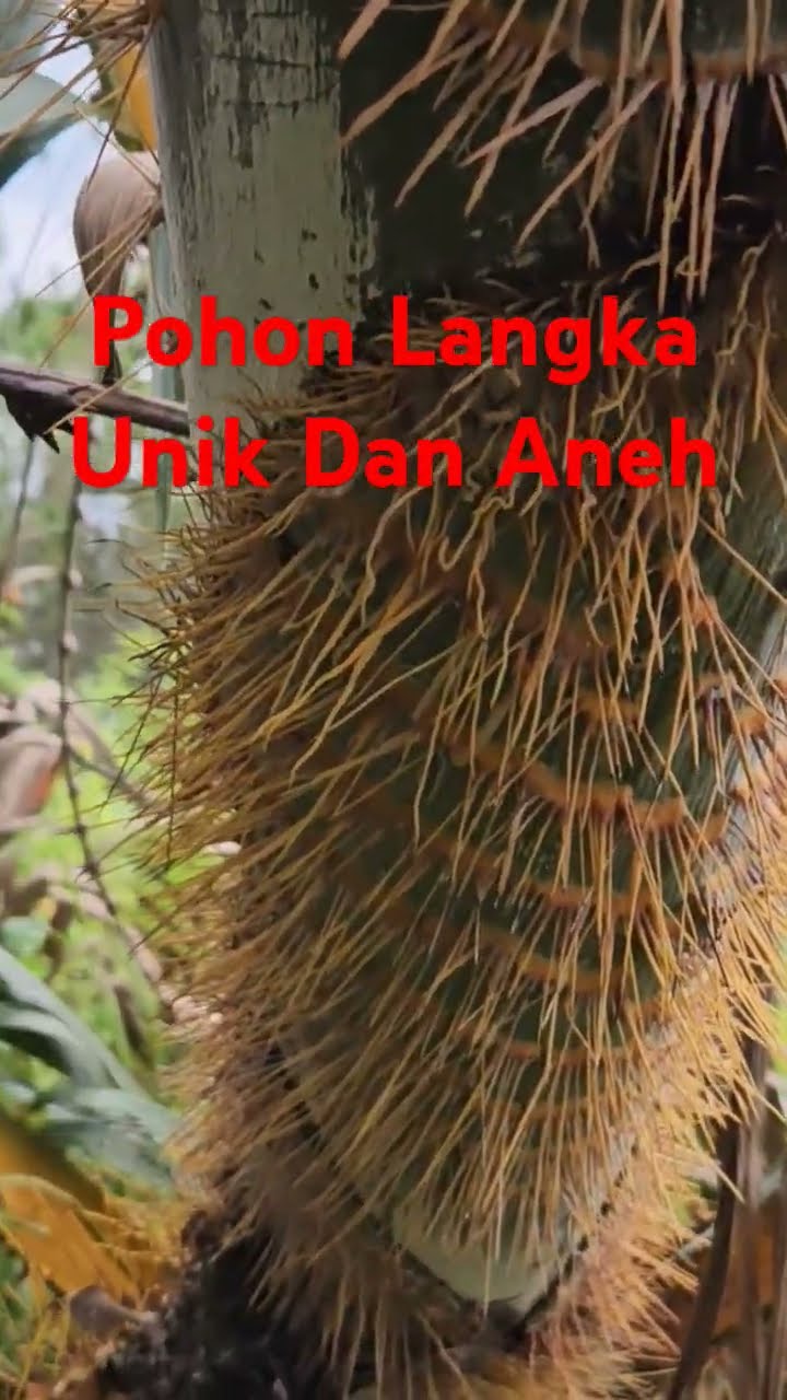 Pohon Jenis Bubuay Langka