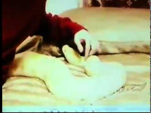 Luka Magnotta : Serial Cat Killer - YouTube.