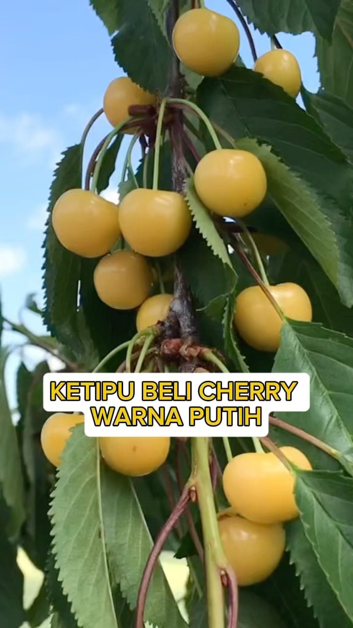 KET1PUU BELI CHERRY WARNA PUTIH