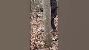 #brennholz #firewood #logger #logging #chainsaw #tronçonneuse #chainsawman #shorts #stihl #bois