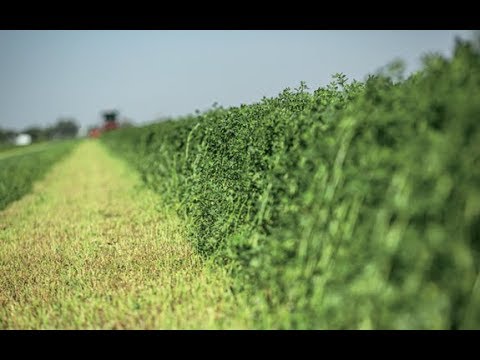 WARBIXIN COSKA ALFALFA IYO WARAAB CASRI AH OO BEERAHA LAGU SOOKORDHIYAY