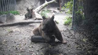 Зоопарк Будапешт, Венгрия. Zoo Budapest, Hungarian