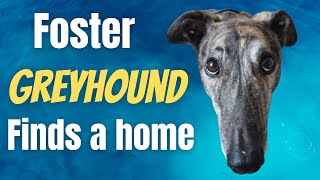 Foster Greyhound Finds A Home!