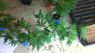 Clones and pre-veg