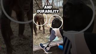 Chimpanzees See Prosthetic Legs!