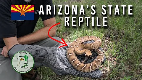 The Arizona Ridge Nose Rattlesnake!
