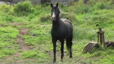 The Magic Erase Tool in Xara Designer Titles