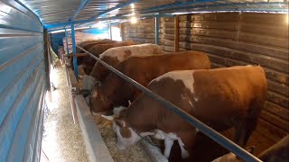 ANIMAL CARE IN FARM / # DAILY WORKS 8 / [GoPro]