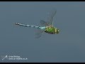 Emperor dragonfly in flight in slow motion