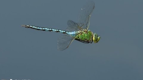 Emperor dragonfly in flight in slow motion