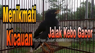 Download Lagu Suara Khas Jalak  Kebo Untuk Pancingan Jalak Kebo Stres Malas Bunyi - MAsteran Jalak Gacor MP3