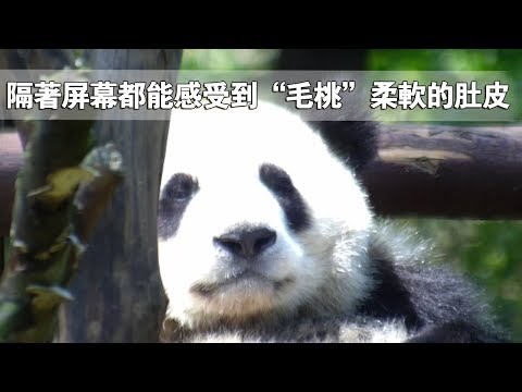 《熊貓早晚安》隔著屏幕都能感受到“毛桃”柔軟的肚皮 | iPanda