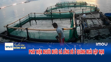 Phát hiện người nuôi cá lồng bè ở Quảng Ngãi gặp nạn | QNgTV
