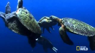 World's Weirdest   Sea Turtle Mating Melee