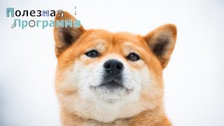 Особенности и характер японской породой собак СИБА ИНУ