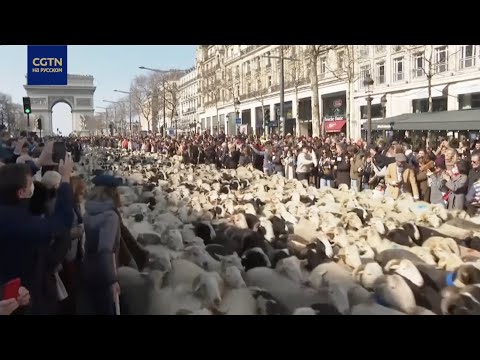 Международная сельскохозяйственная выставка в Париже закрылась шествием стада овец