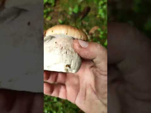 Белые грибочки. Нижегородская область, богатые грибные места. #белыегрибы#белыегрибы