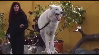 Arctic Wolf Howling