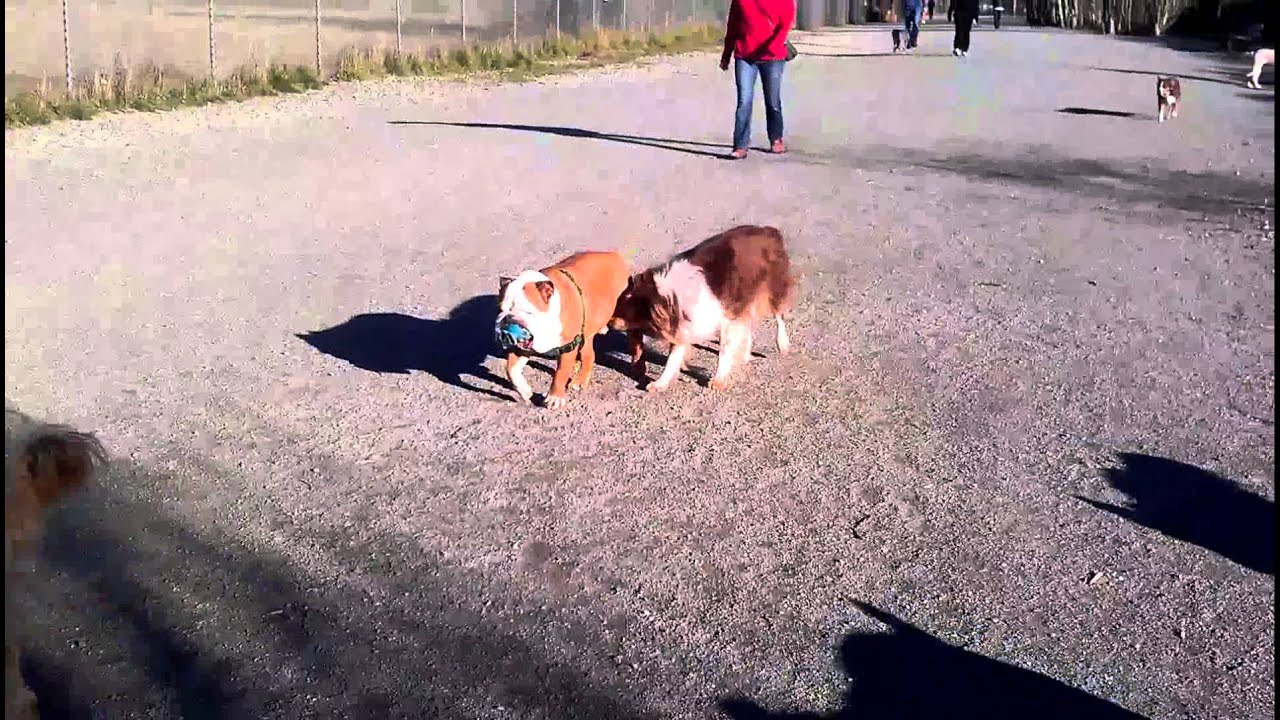 Sirius Pet Care: Magnuson Dog Park 020314