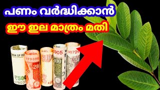 പണം വർദ്ധിക്കാൻ ഈ ഇല മാത്രം മതി|Health tips Malayalam|Ottamooli|Benefits of Guava Leaves screenshot 1