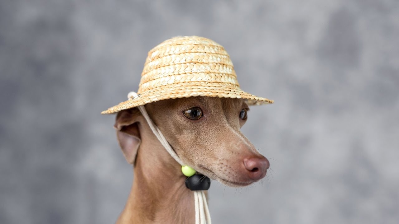 Do Italian Greyhounds Have a Strong Sense of Sight? YouTube