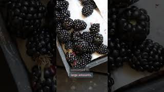 Download Lagu Can My Dog Eat Blackberries? #shorts MP3