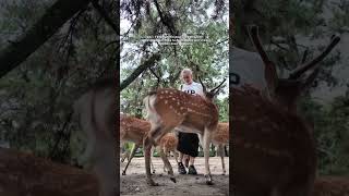 Jai Nourri Des Cerfs Au Japon ??