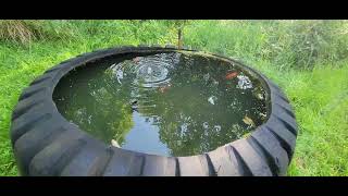 goldfish in a big tire by seth clift 110 views 8 months ago 43 seconds