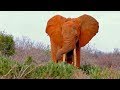 Ashnil Aruba Lodge - Tsavo East National Park Part 1/3  - Voi in the Taita-Taveta County - Kenya