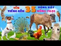 Con Bò, Con Trâu, Con Chó, Con Mèo...Tên Và Tiếng Kêu 35 Con Vật Nông Trại Cho Bé | KidsEdu TV