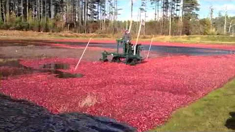 Cranberry bog tour at State Grange Session.