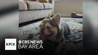 Oakland woman warns about scammers targeting owners of lost pets
