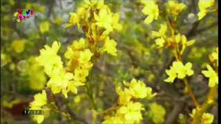 Vtv1 Ident Tết 2016 Gtct Tiếp Theo 922016 Mộng 2 Tết