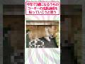 【2ch面白いスレ】コーギーの成長過程を公開するで#2ch #2ch面白いスレ
